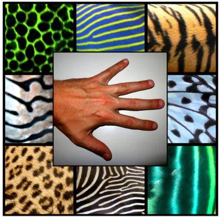 图灵模式——Turing Pattern