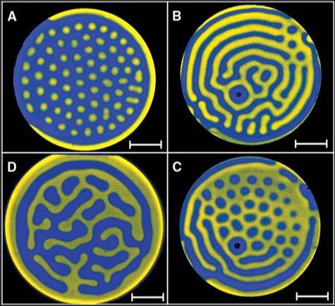 图灵模式——Turing Pattern